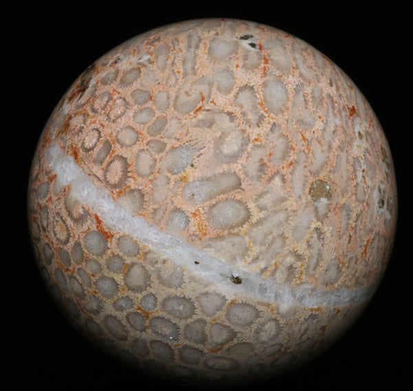 Fossilized Coral sphere 2.92