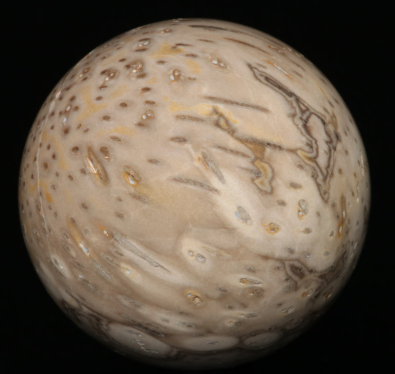 Burmese Palm Wood Sphere 2.71"