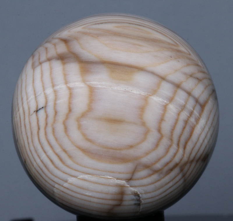 Petrified Wood Sphere 1.77"