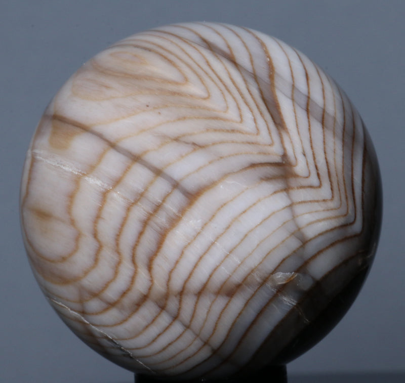 Petrified Wood Sphere 1.77"